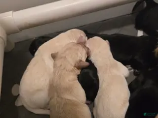 Goldador dogs Black female #3 - Ad 19