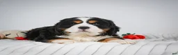 Miniature Bernese Mountain Dog dogs for sale: Toby - Ad 10