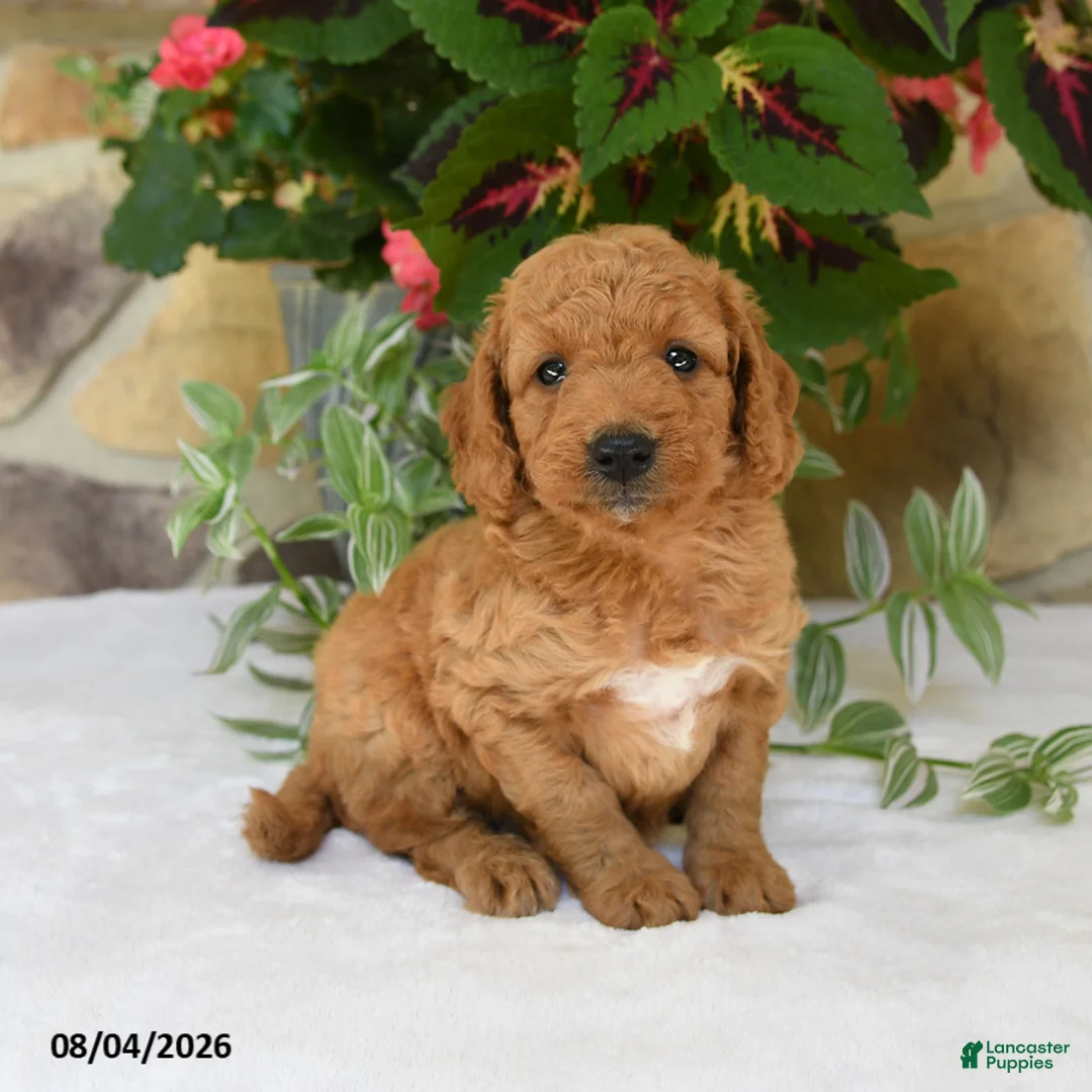 Mini Goldendoodle dogs for sale: Rusty - Ad 2