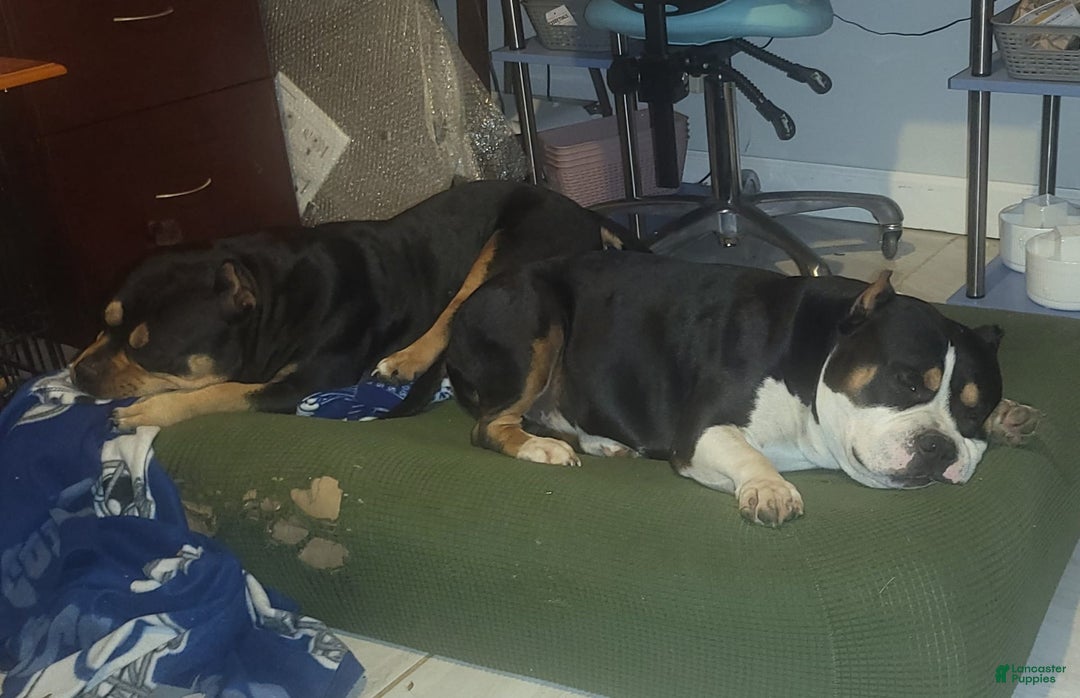 Gallery Image {{count}}