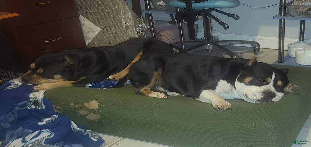 Gallery Image {{count}}