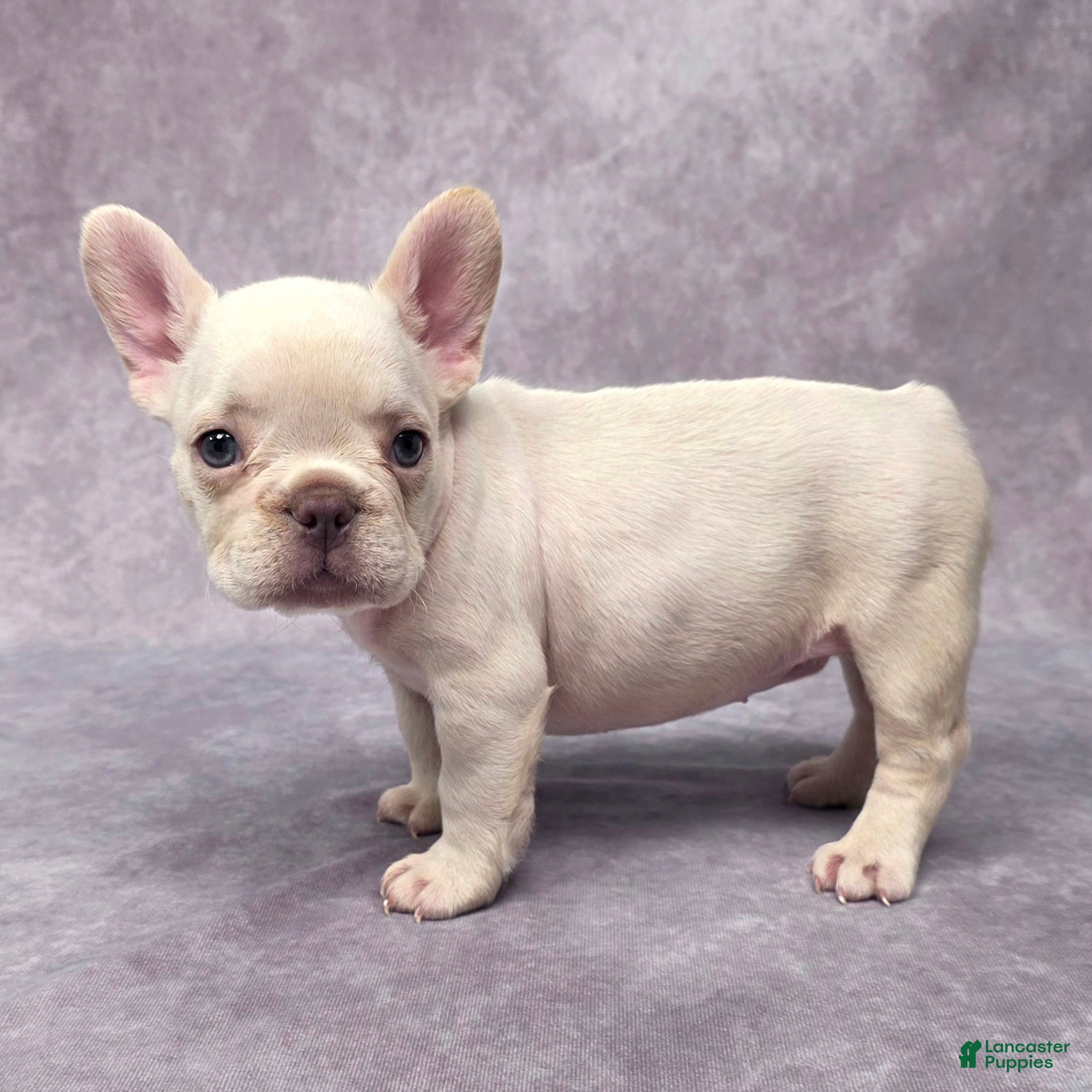 French Bulldog dogs Buster - Ad 38