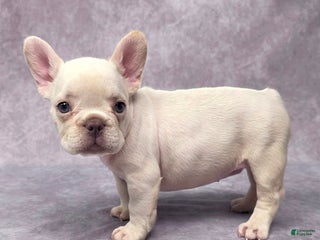 French Bulldog dogs Buster - Ad 23