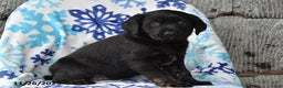 Labrador Retriever dogs for sale: Regina - Ad 2
