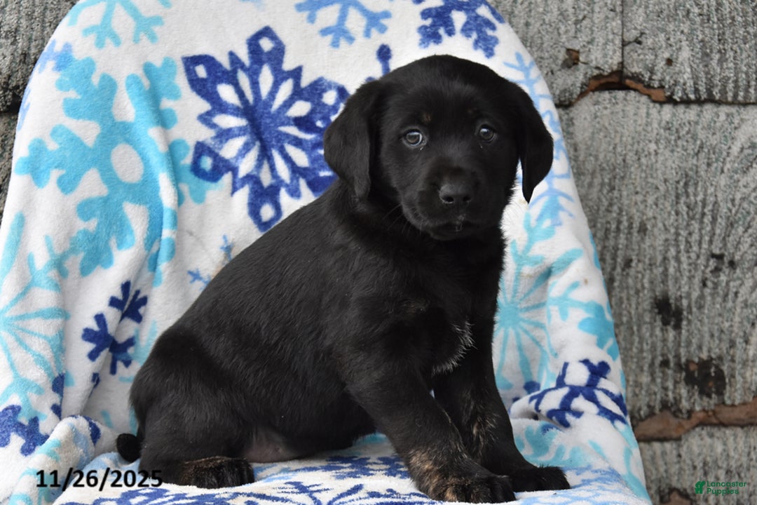 Labrador Retriever dogs for sale: Regina - Ad 2