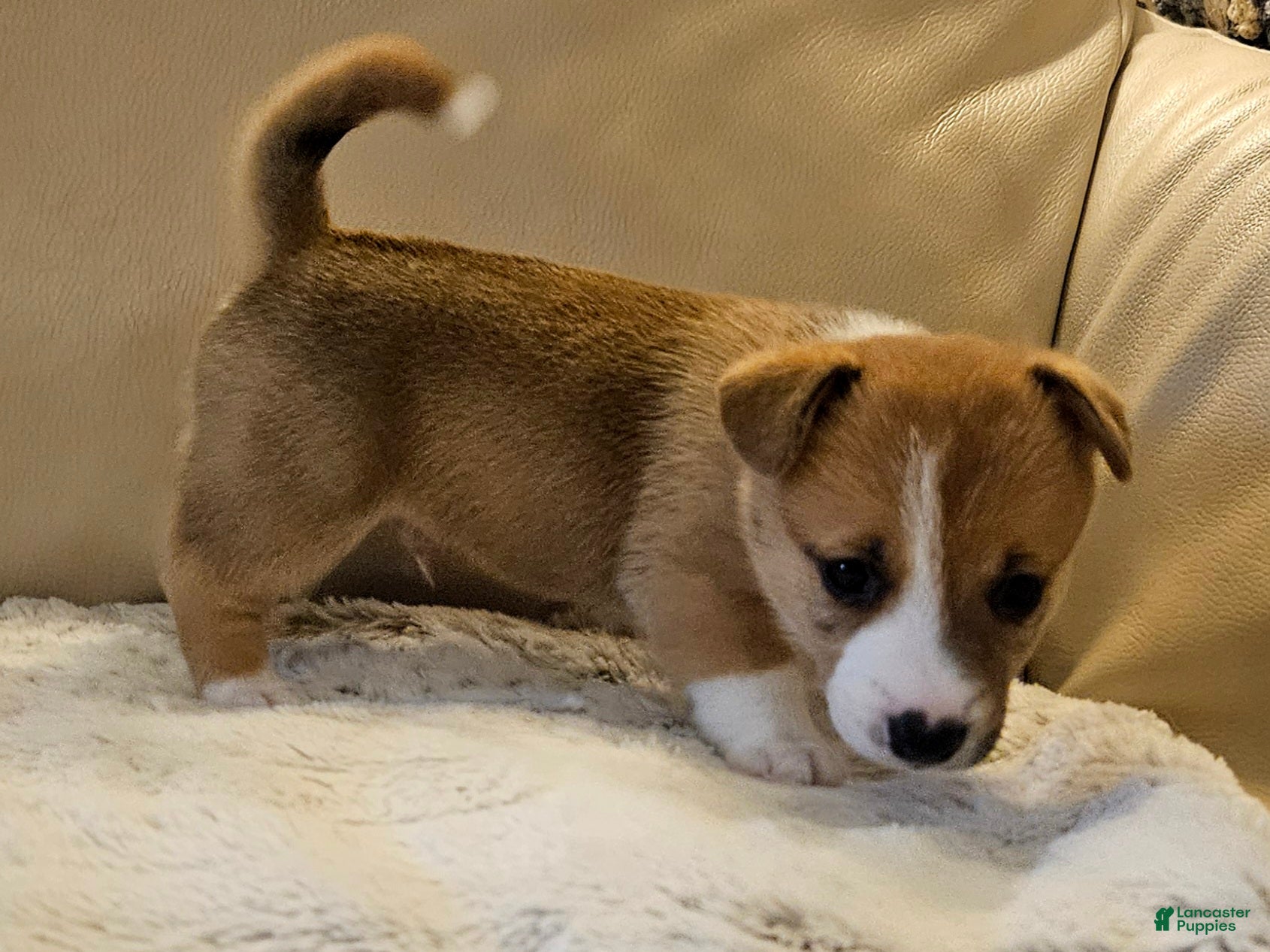 Mixed Breed dogs Apollo - Ad 1