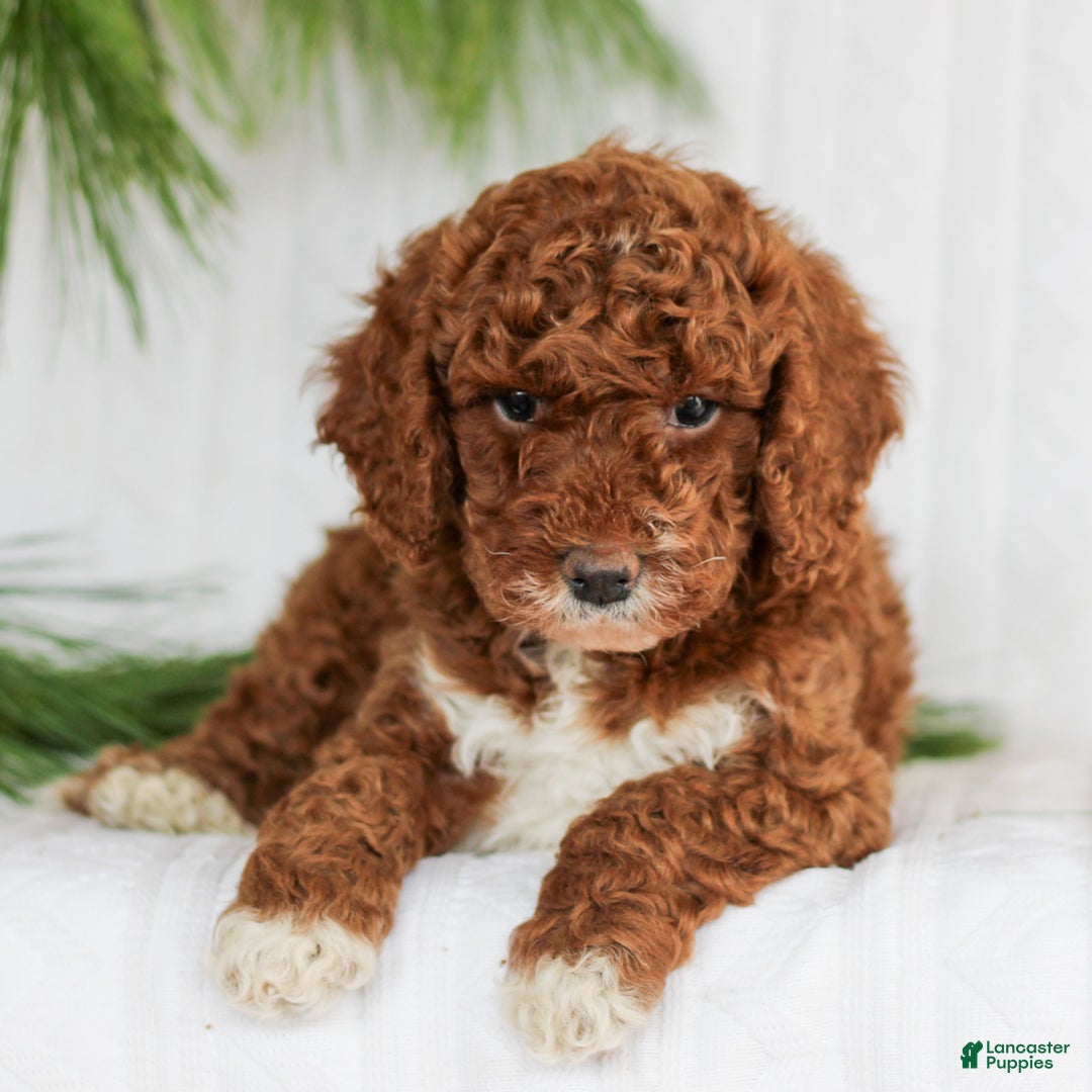 Mini Goldendoodle dogs for sale: Comet  - Ad 3