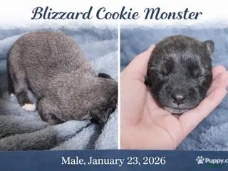 Caucasian Shepherd Dog dogs Caucasian Shepherd Dog Puppy 1 - Ad 1