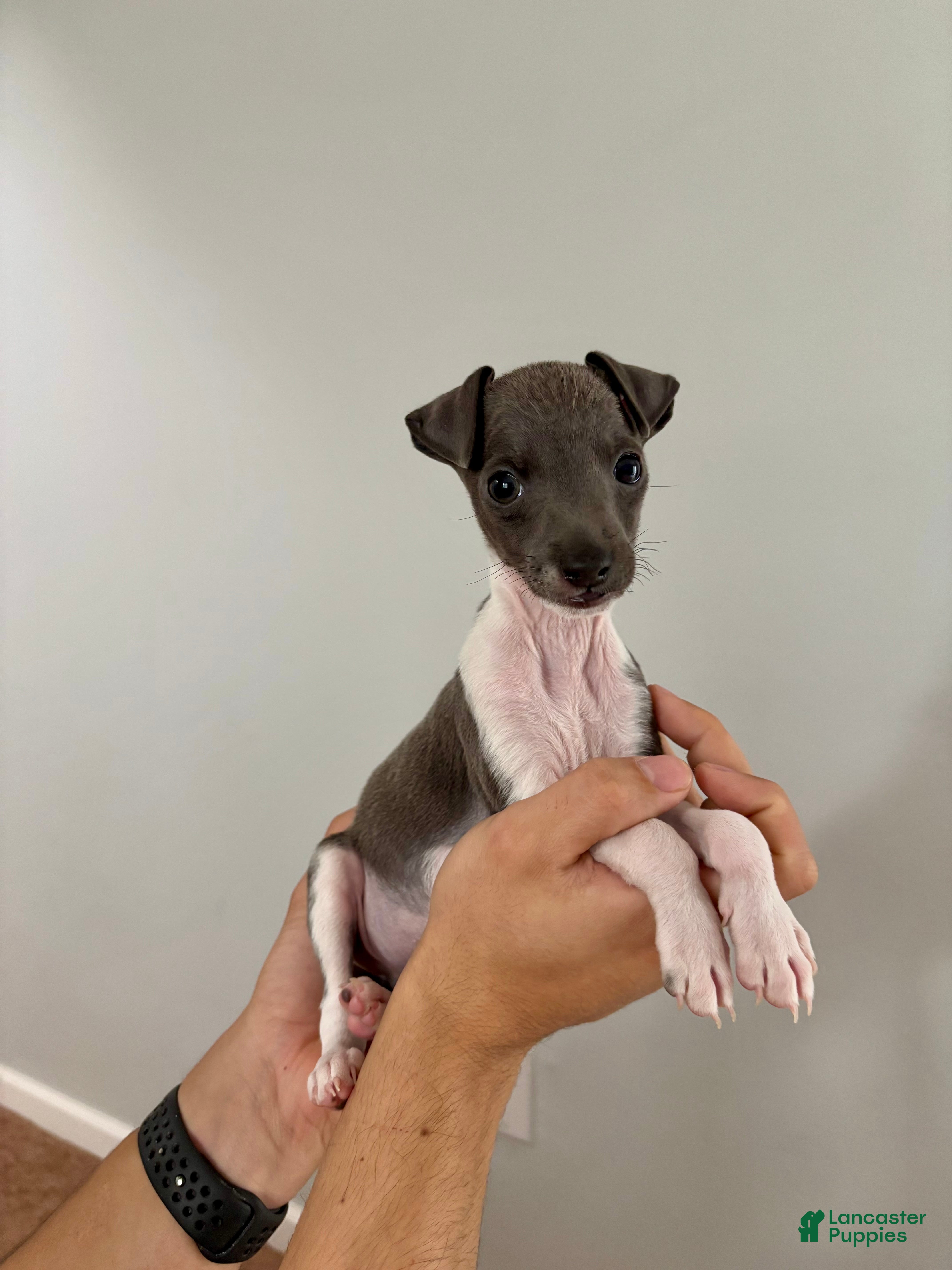 Italian Greyhound dogs Italian Greyhound 2 - Ad 16
