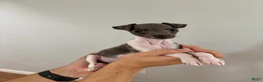 Italian Greyhound 2