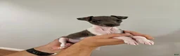 Italian Greyhound dogs for sale: Italian Greyhound 2 - Ad 1