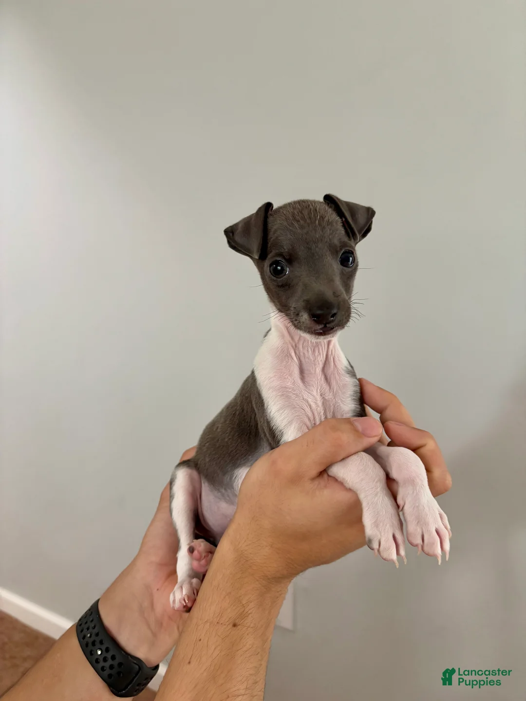 Italian Greyhound dogs for sale: Italian Greyhound 2 - Ad 1