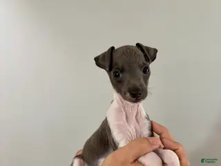 Italian Greyhound dogs Italian Greyhound 2 - Ad 16