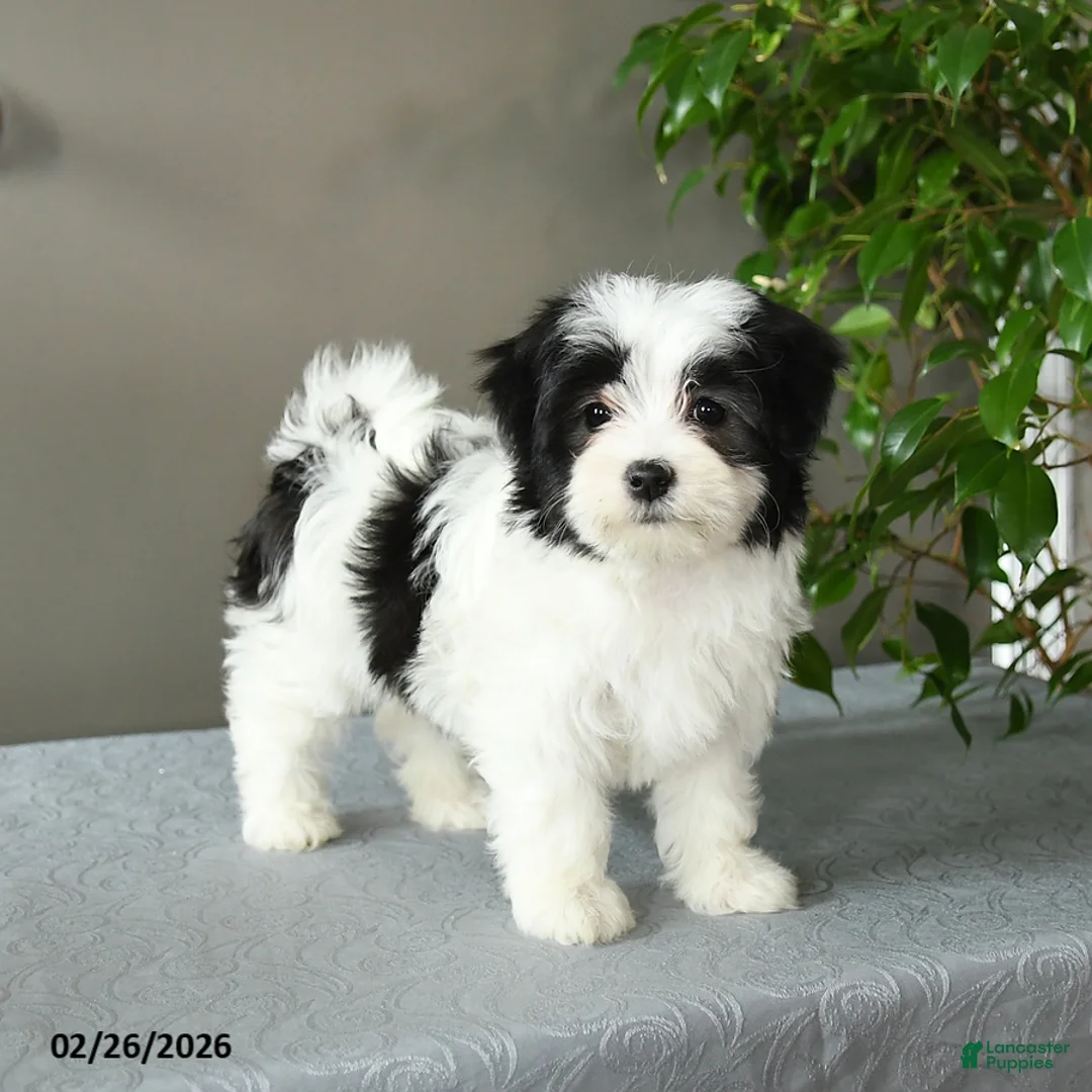 Mixed Breed dogs for sale: Selena - Ad 1