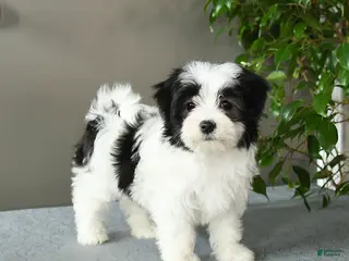 Mixed Breed dogs for sale: Selena - Ad 3