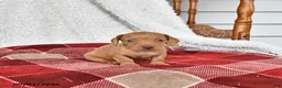 Miniature Dachshund dogs for sale: Jackson - Ad 5