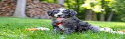 Bernedoodle dogs for sale: Chester - Ad 3