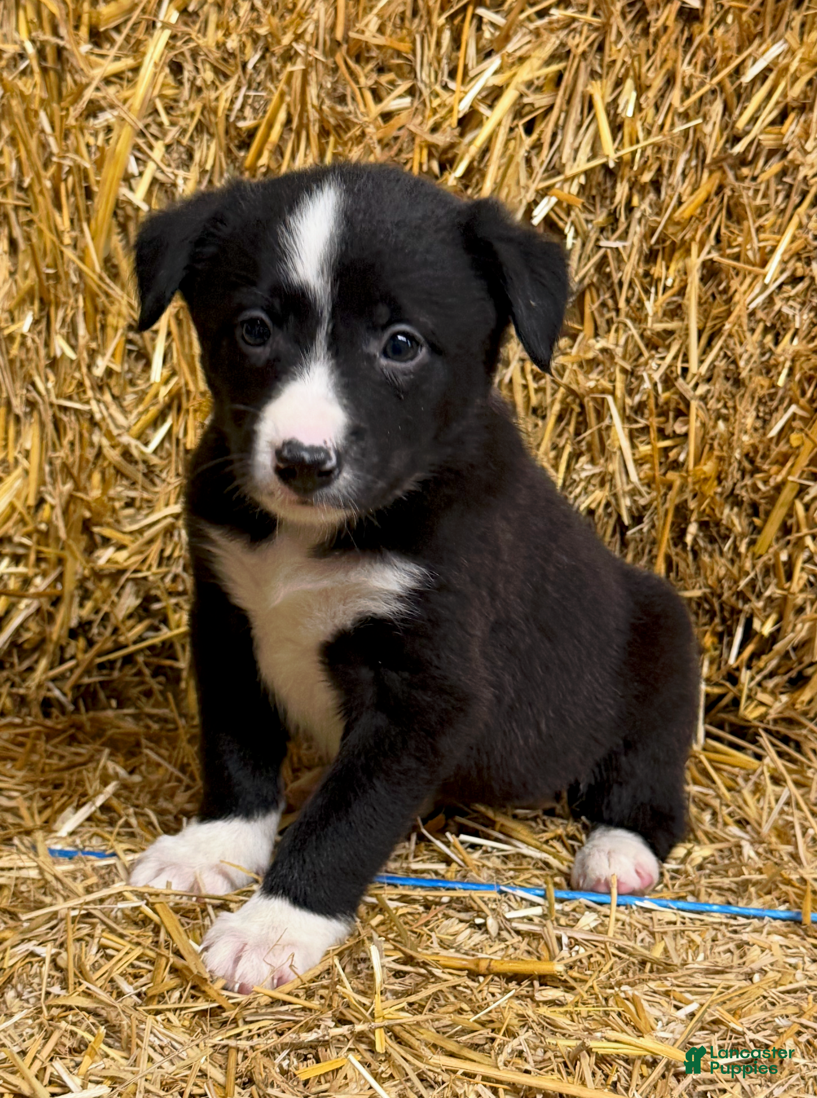 Border Collie dogs Ava - Ad 29