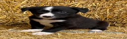 Border Collie dogs for sale: Ava - Ad 1
