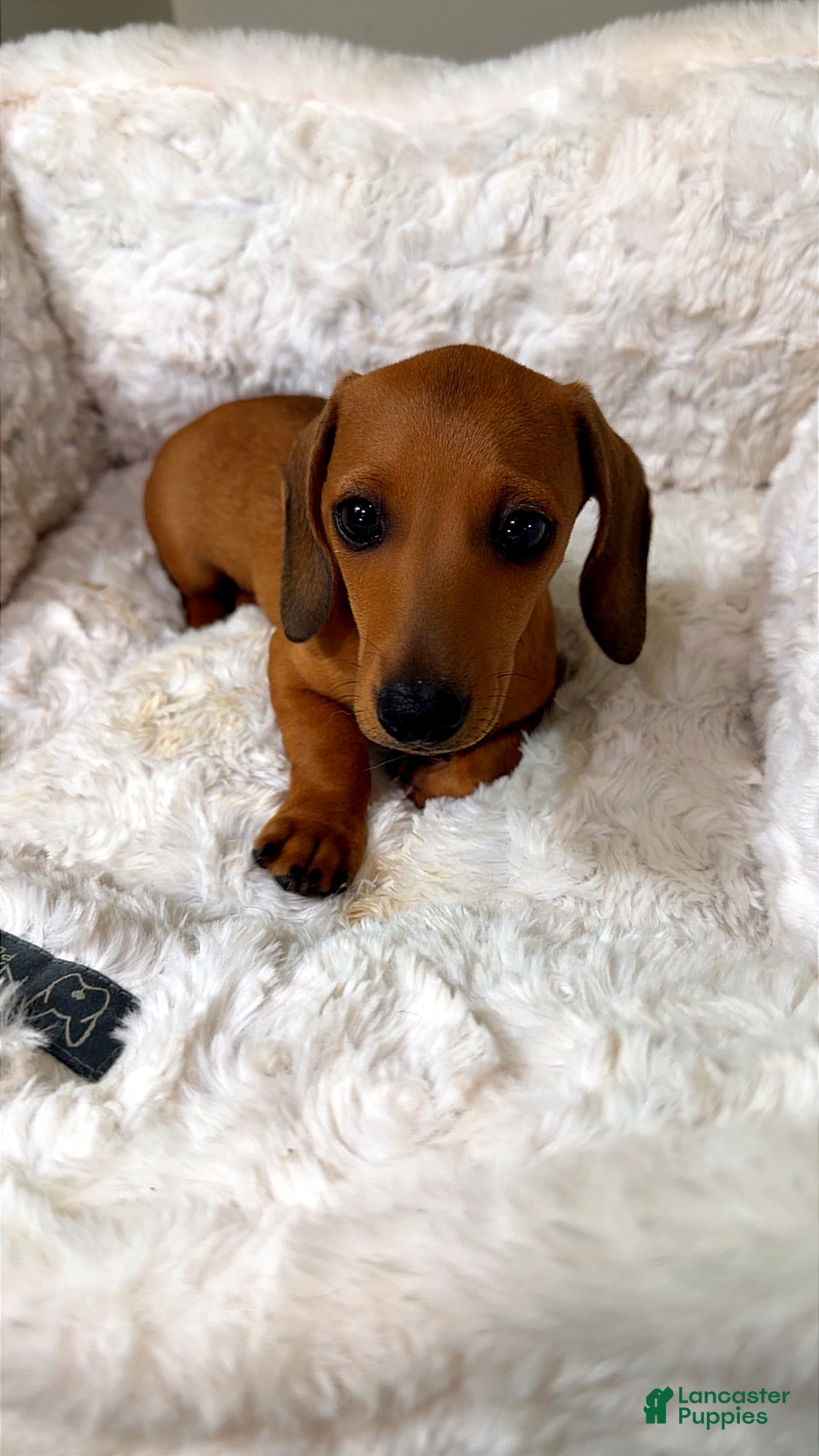 Dachshund dogs Toby  - Ad 2