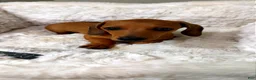 Dachshund dogs for sale: Toby  - Ad 2