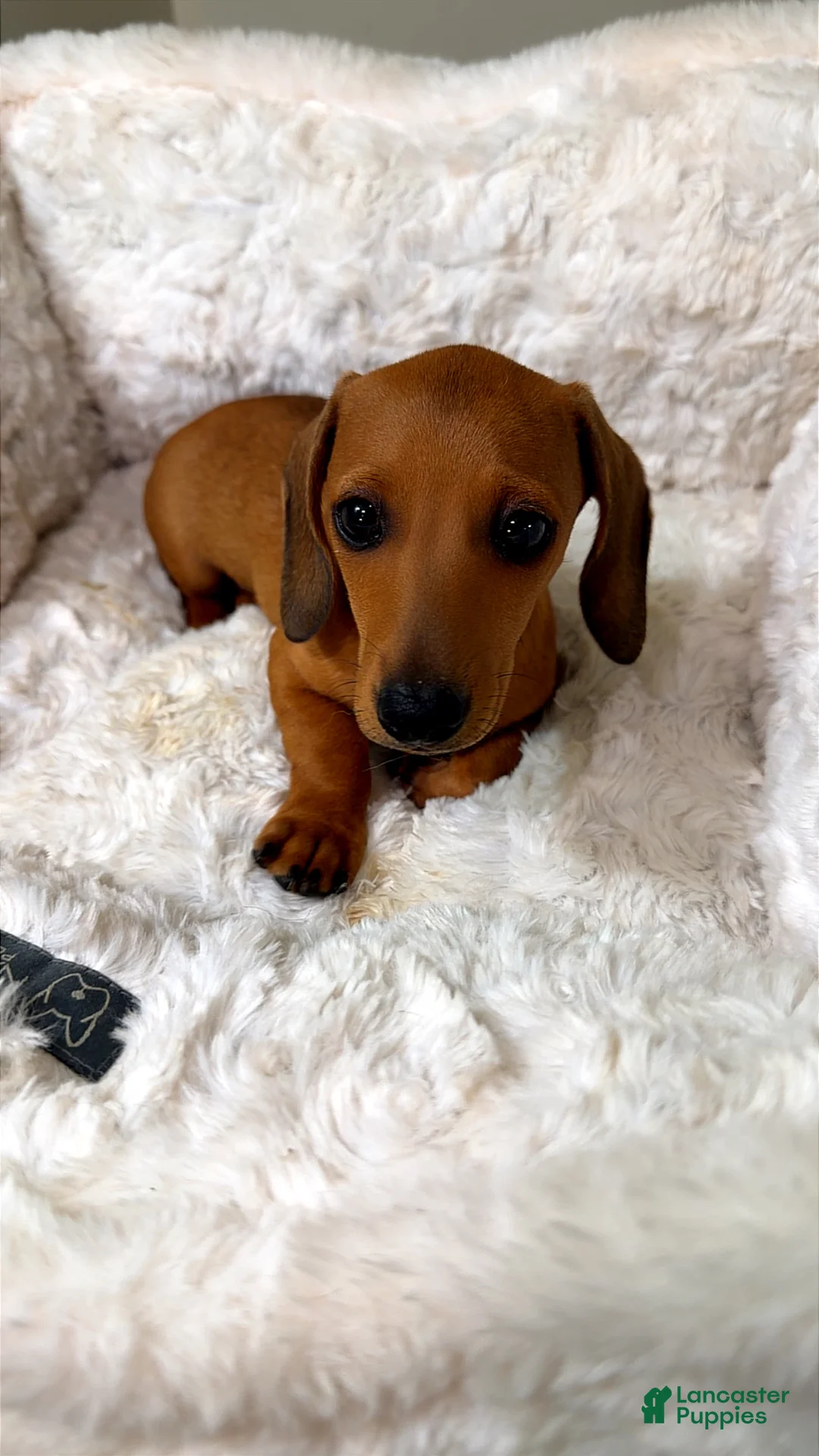 Dachshund dogs for sale: Toby  - Ad 2