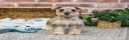 Miniature Schnauzer dogs for sale: Thor - Ad 6
