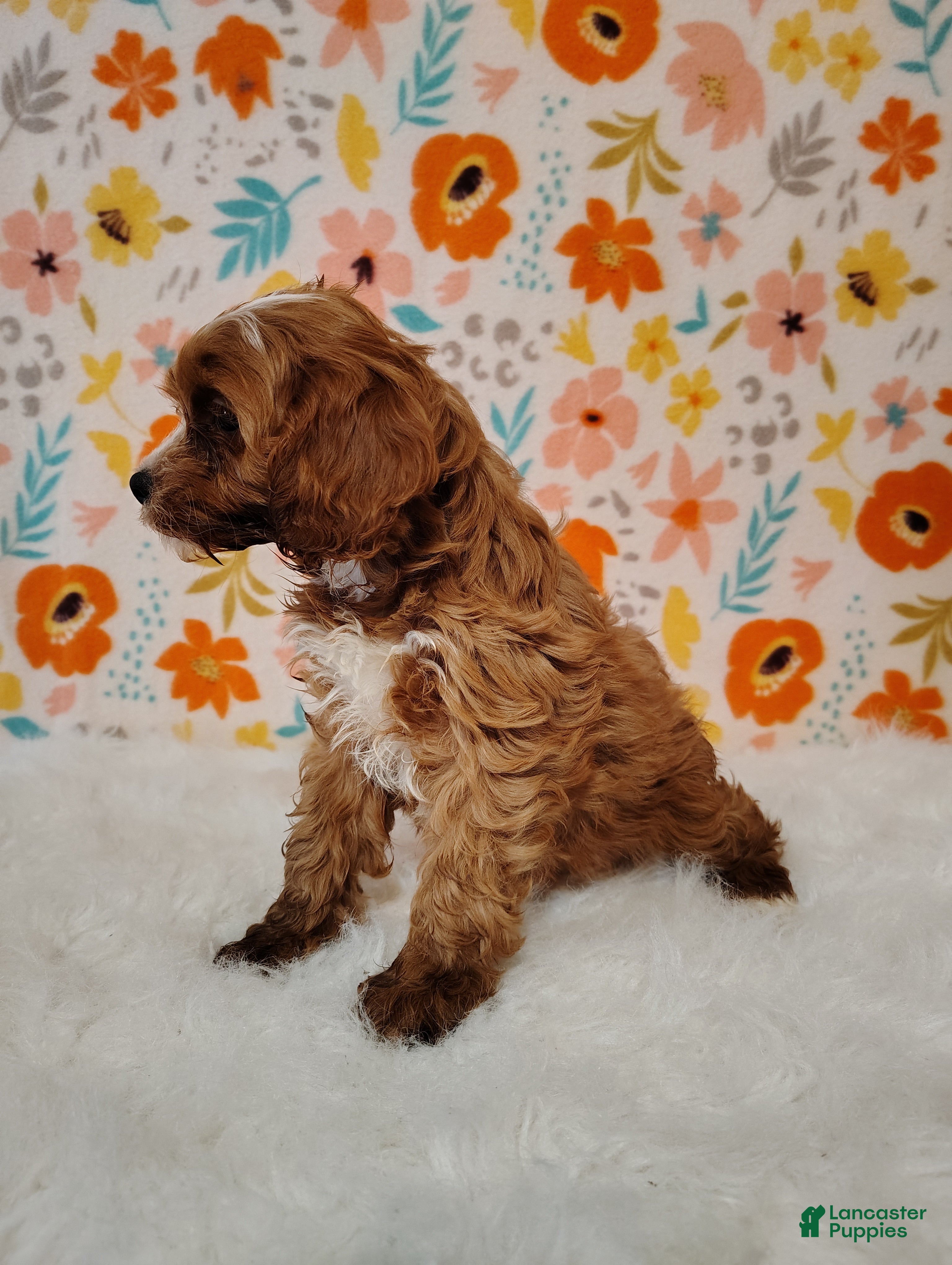 Cavapoo dogs Ginger - Ad 2