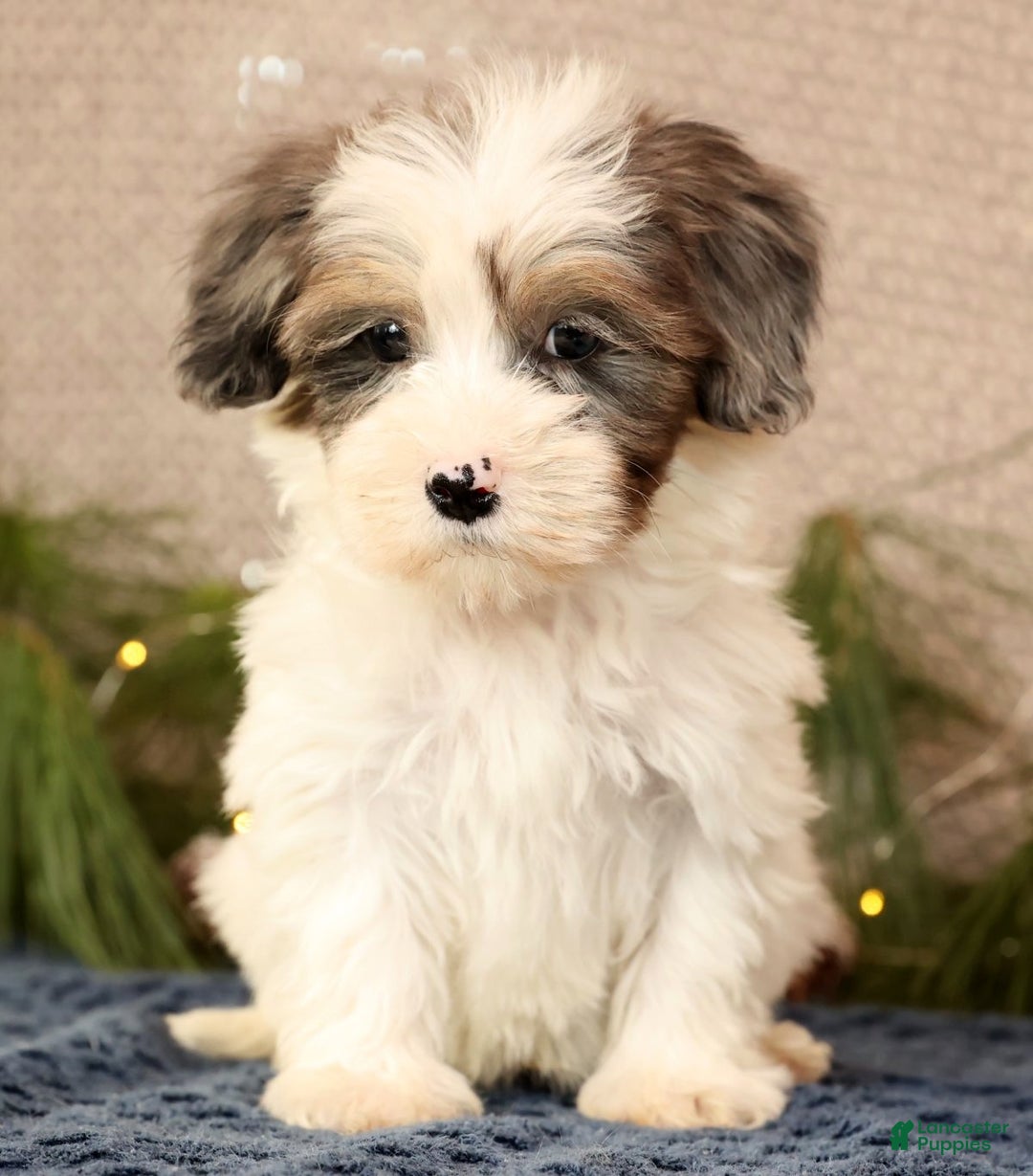 Havapoo dogs for sale: Patrick - Ad 5