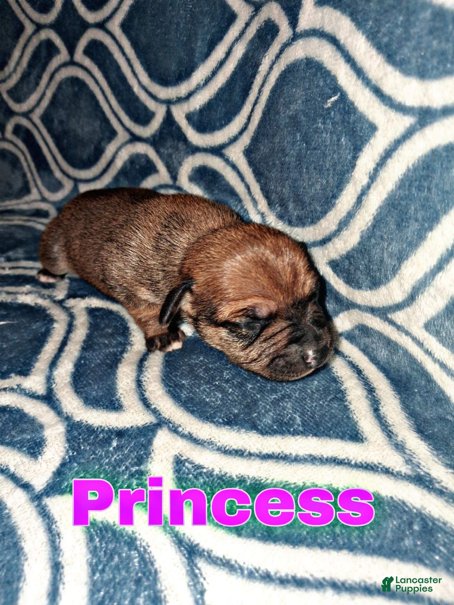 Chorkie dogs Chorkie Puppy Princess - Ad 5