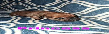 Chorkie Puppy Princess