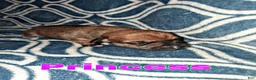 Chorkie dogs for sale: Chorkie Puppy Princess - Ad 1