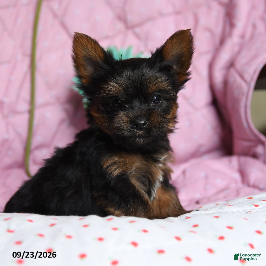 Yorkshire Terrier dogs Cinnamon - Ad 2