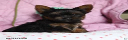 Yorkshire Terrier dogs for sale: Cinnamon - Ad 2