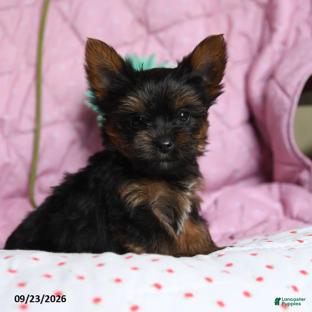 Yorkshire Terrier dogs for sale: Cinnamon - Ad 2