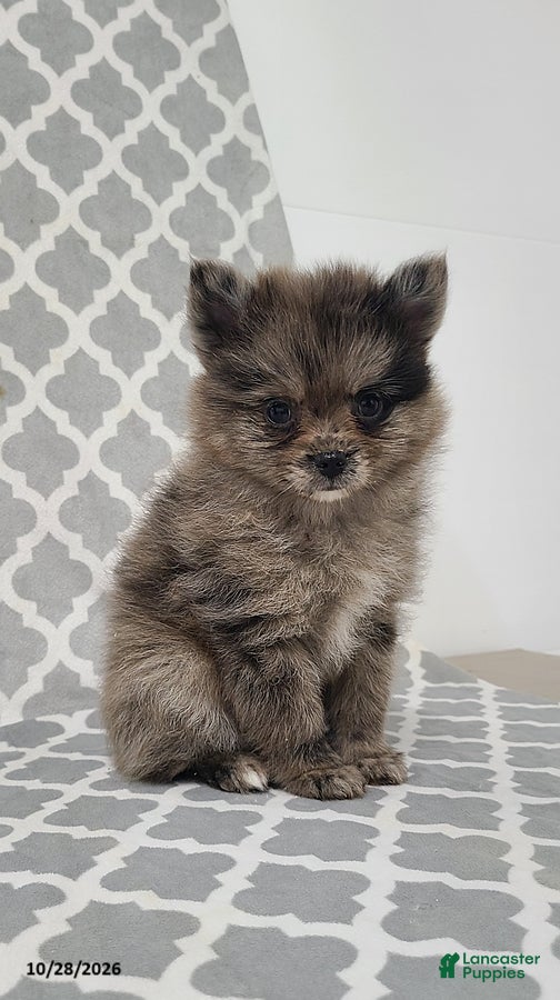Pomeranian dogs for sale: Karson - Ad 1