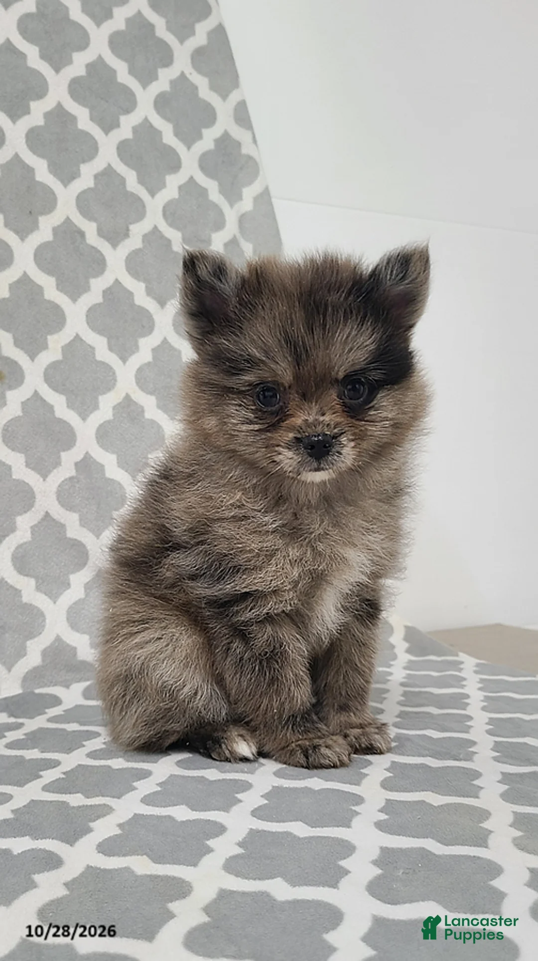 Pomeranian dogs for sale: Karson - Ad 1