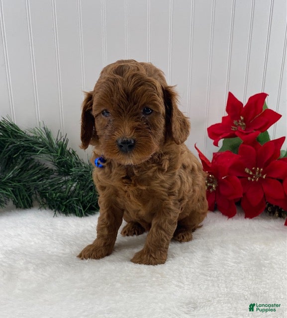 Cavapoo dogs Scout - Ad 11