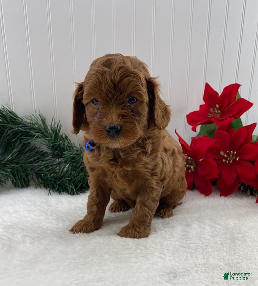 Cavapoo dogs for sale: Scout - Ad 1