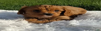 Ollie