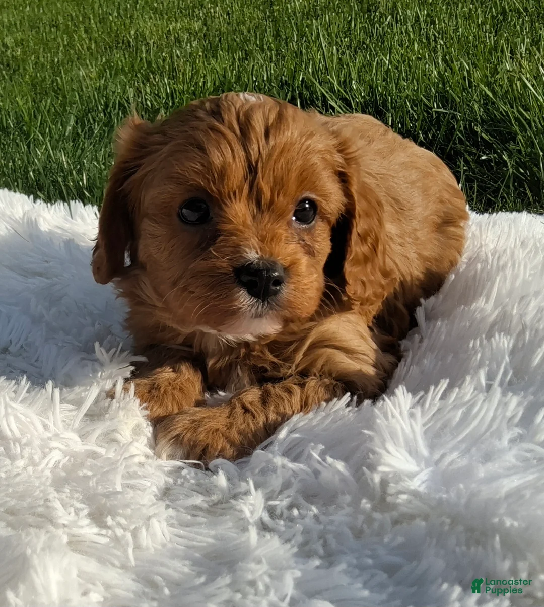 Cavapoo dogs for sale: Ollie - Ad 1