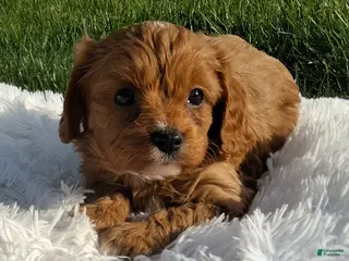 Cavapoo dogs for sale: Ollie - Ad 3