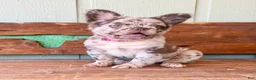 French Bulldog dogs for sale: Honey - Ad 4