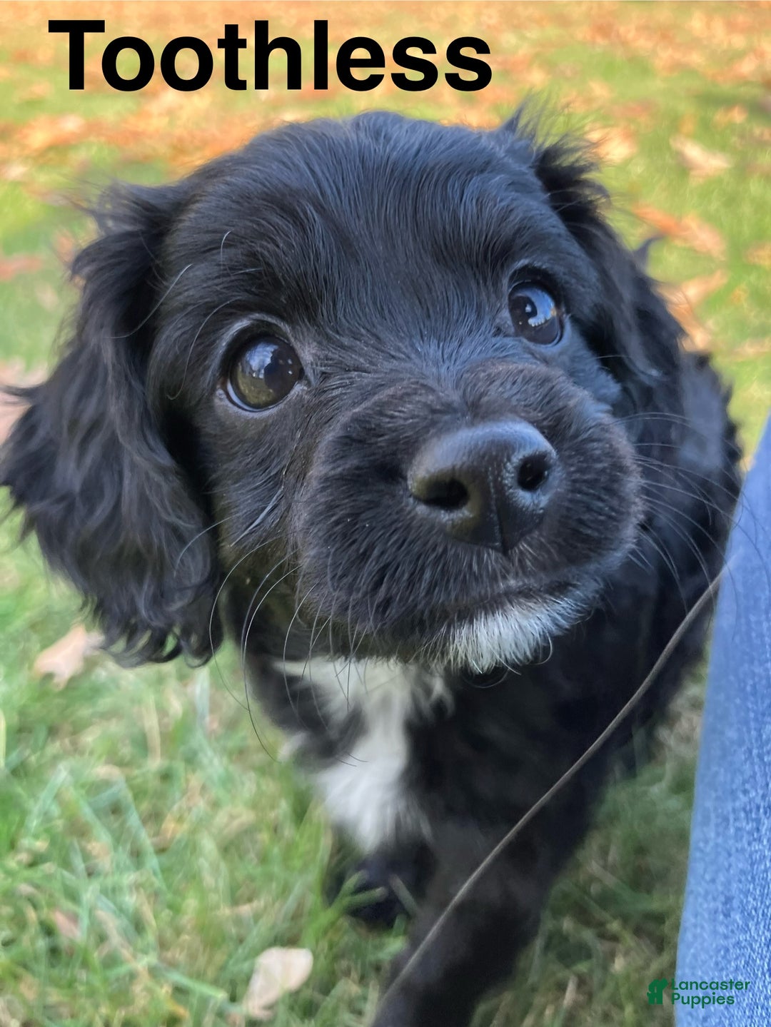 Cavapoo dogs for sale: Toothless - Ad 5