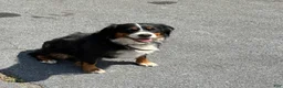 Mixed Breed dogs for sale: Dolly - Ad 9