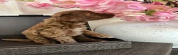 Cavapoo dogs for sale: Cavapoo 2 - Ad 7
