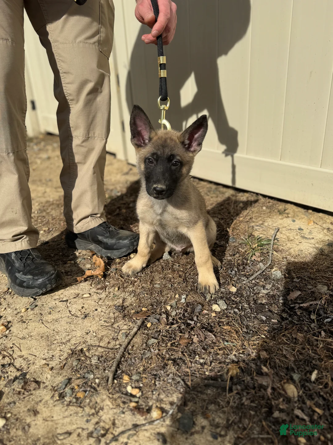 Mixed Breed dogs for sale: Grey - Ad 4