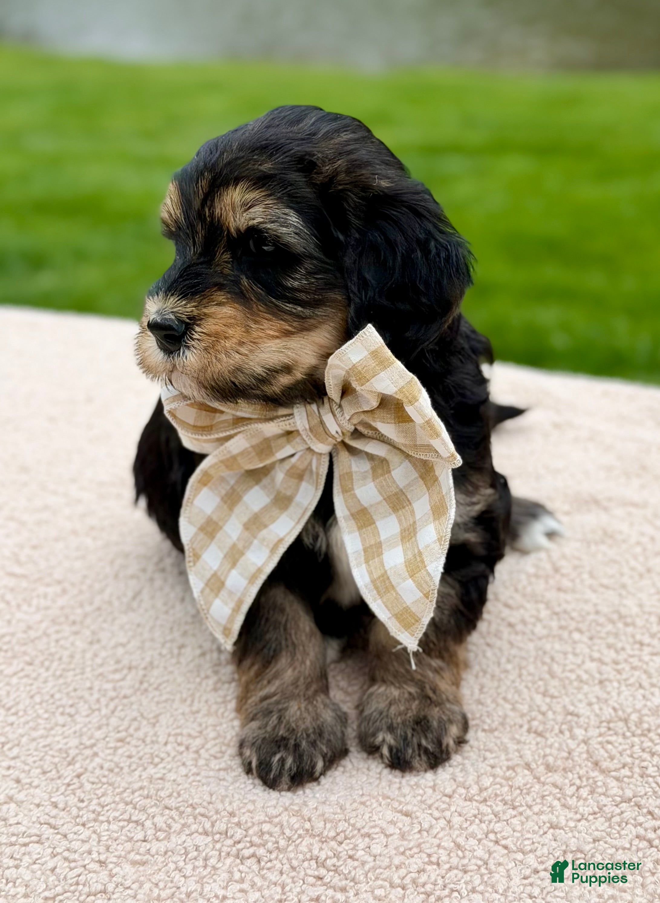 Goldendoodle dogs Everest  - Ad 2