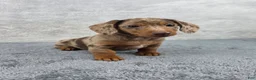Miniature Dachshund dogs for sale: Hazel  - Ad 3