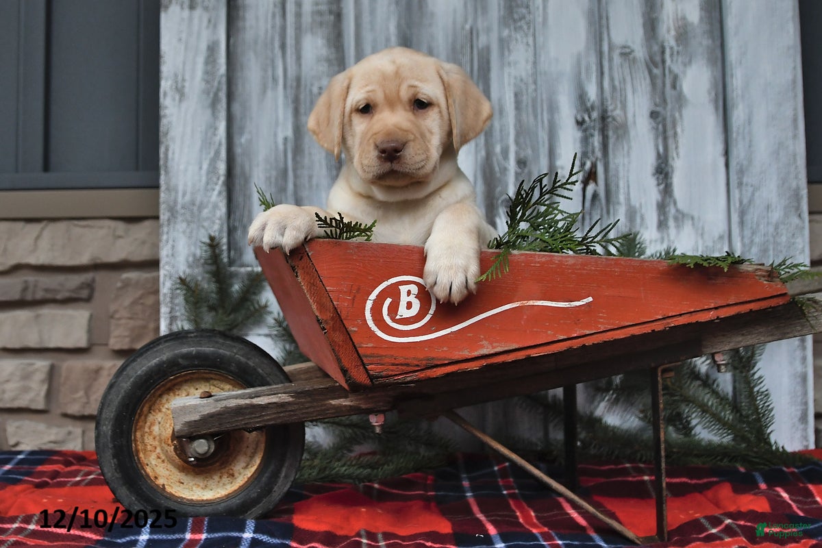 Labrador Retriever dogs Mimi - Ad 28